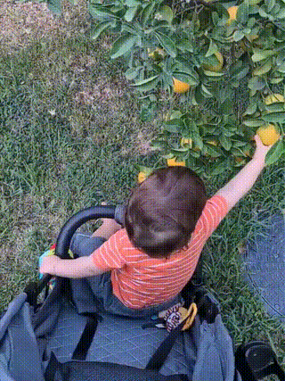 GIF