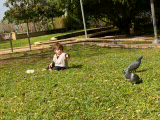 GIF