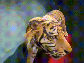 GIF