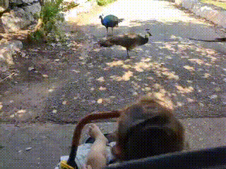 GIF